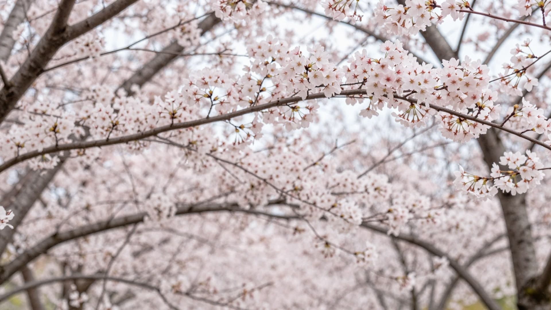 Pink cherry blossoms in full bloom under bright sky.